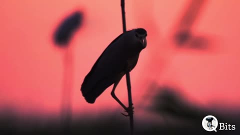 PSALM 126 // A JOYFUL RETURN TO ZION