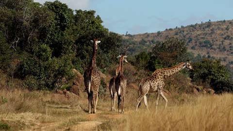 Male giraffe couple necking in wilderness of africa animals in natural habitat