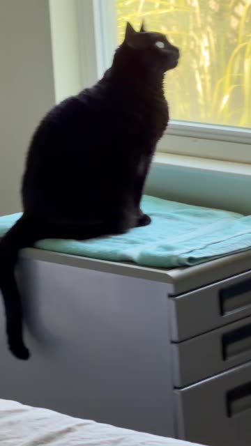 Cute Precious Piper Looks Out the Window - My Adopted Shelter Cat Vlog #shorts
