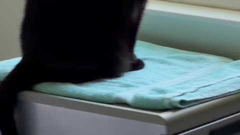 Cute Precious Piper Looks Out the Window - My Adopted Shelter Cat Vlog #shorts