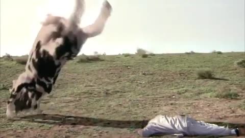 The Funny Man vs Cow Fight (HQ)