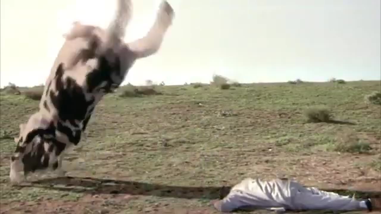 The Funny Man vs Cow Fight (HQ)