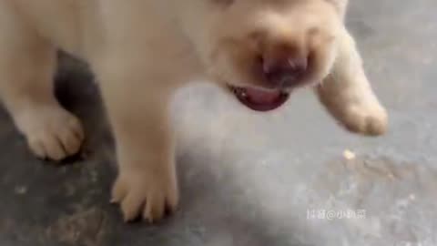 Dog's Comedy Videos 🤣 so cute videos and puppies comedy scenes 😂 so cute 🥰 🥰 🥰 🥰