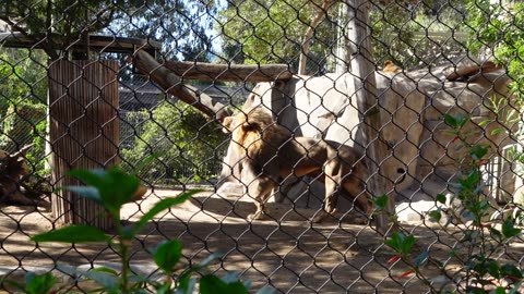 Lions at the San Diego Zoo