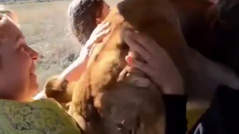 Lion Gets Friendly with Safari Tourists | Surprising Wildlife Encounter