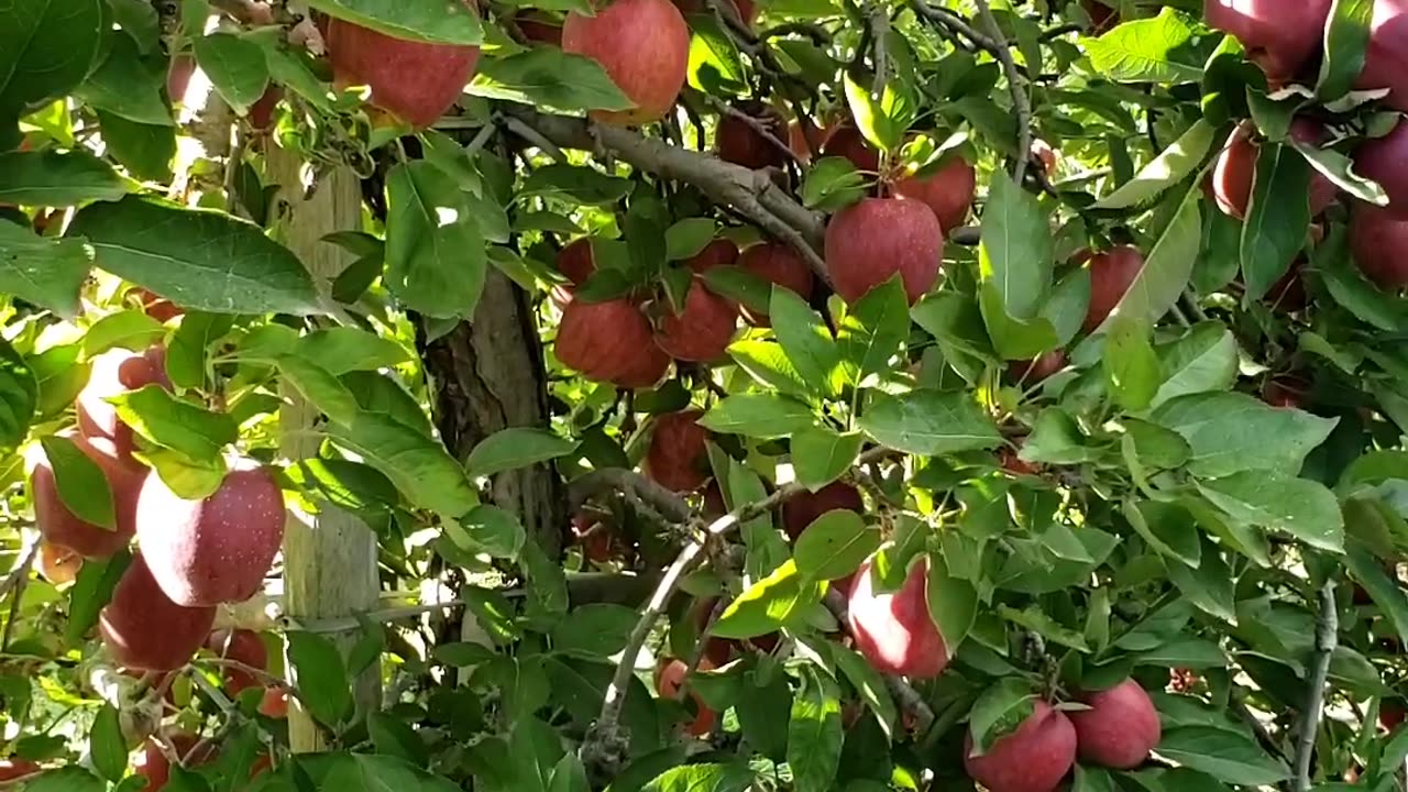 Red Delicious Apple