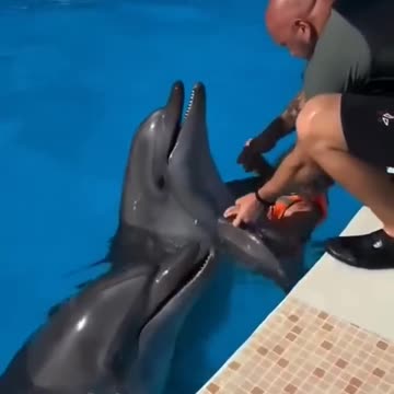 🐬Graceful moments with amazing dolphin friends