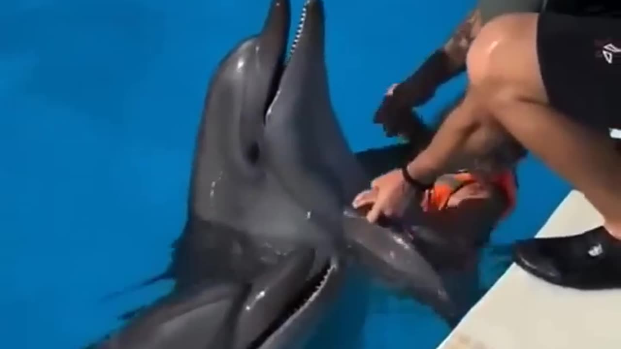 🐬Graceful moments with amazing dolphin friends