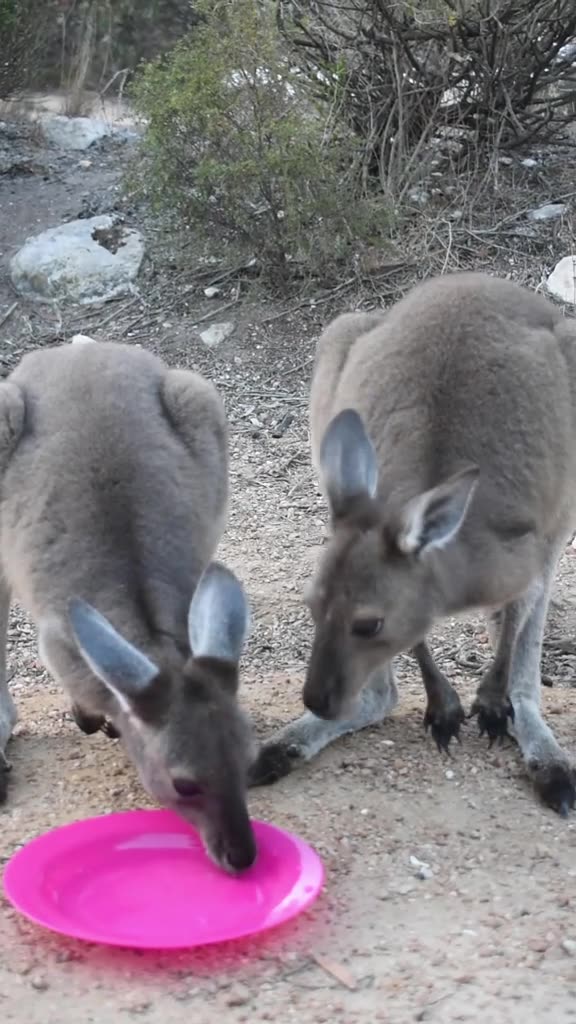Kangaroos in Australia