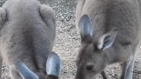 Kangaroos in Australia