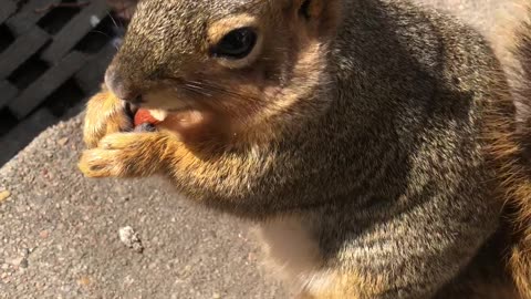 Eugene. Everyone's favorite squirrel.