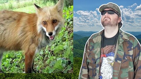 Rescue Foxes Loving Life (SaveAFox) - Reaction! (BBT)