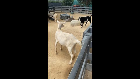 Goats 🐐 #goat #goats #subscribe #shorts #trending #viral