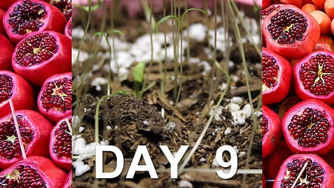 Pomegranate Tree Growing in 87 Day Time Lapse