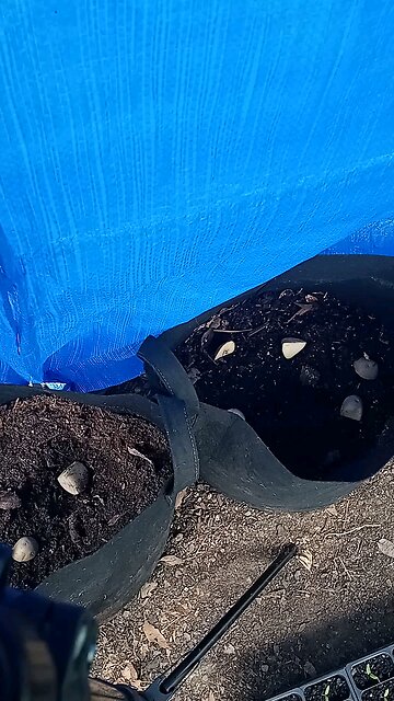 potatoes in the greenhouse 2