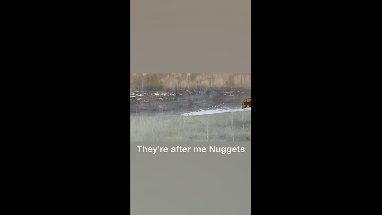 Me Nuggets 🦫