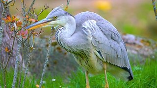 I Thought that Grey Herons Were Carnivores. I Guess I Was Wrong