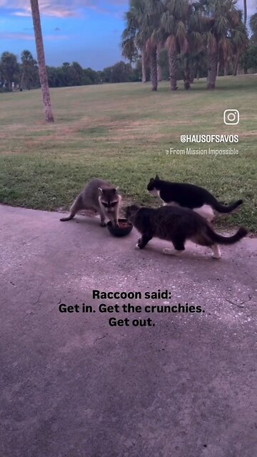A raccoon sneaks in and steals food meant for the cats.