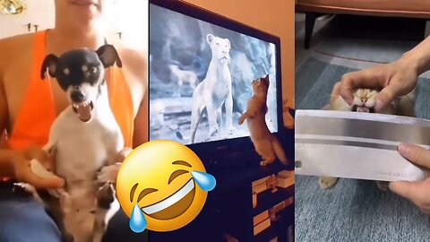 🐱🤣 Pawsome! Funny Cats Moments That Will Make You Smile 😅