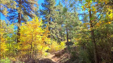 Hiking Mt. Laguna 10 - Wooded Hill