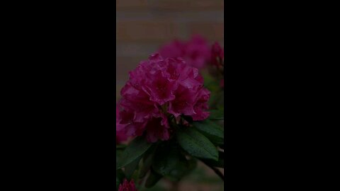 🔥 Surah As-Saff 61:9 سورة الصف ⚡ 🌍💪 #Quran #shorts #love #viral #trending #youtubeshorts