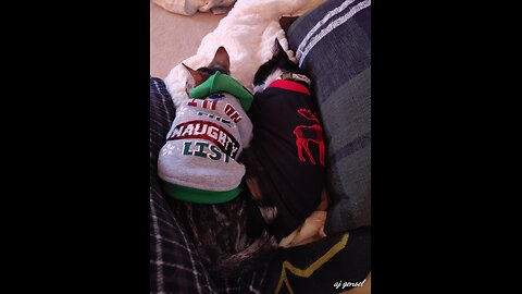 Attack of the Albino Brain Jiggers