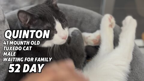 🌎 Humanisation — find your future pet online