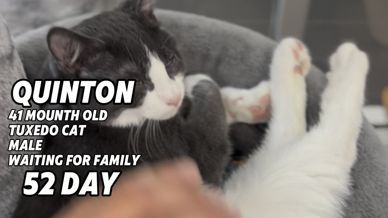 🌎 Humanisation — find your future pet online