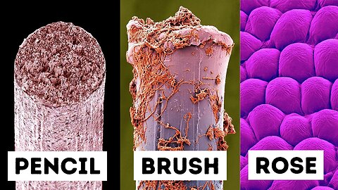 Unveiling the Hidden World: Everyday Objects Through the Lens of an Electron Microscope"