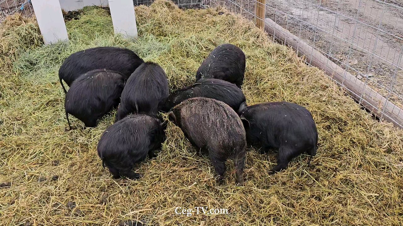 Graham Family Farm: 4:30 PM February 21 2025