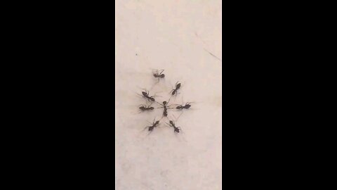 the ants kill their own