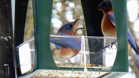 Bluebirds