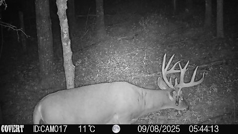 Alberta Whitetail 2025 - Episode 4 - A Couple Bucks to Watch