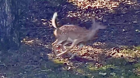 Doe & Fawn