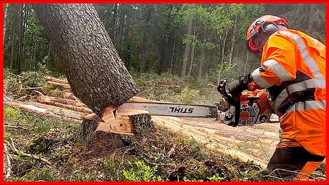 How to Clear a DANGEROUS Hung-Up Tree!