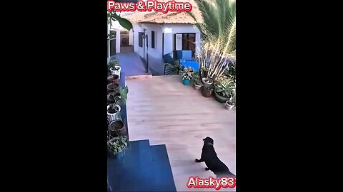 DANGEROUS JAGUAR ENTERS A HOUSE AND TRIES TO EAT A DOG BUT THE DOG FIGHTS FOR ITS LIFE