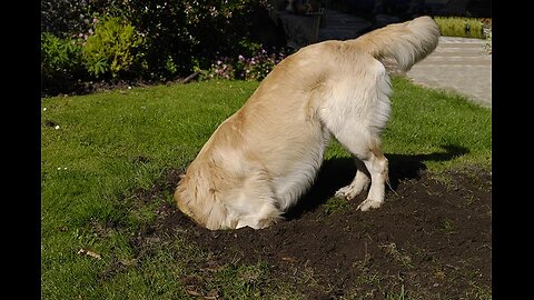 ~Burying The Bone 911~