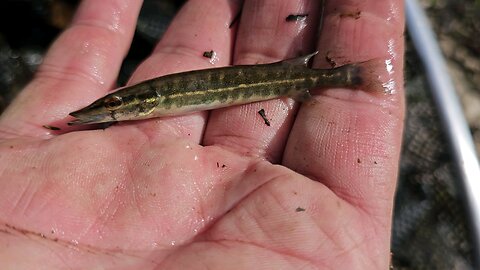 My first grass pickerel!