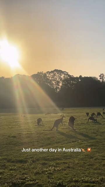 Australian kangaroos