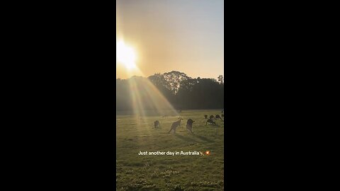 Australian kangaroos