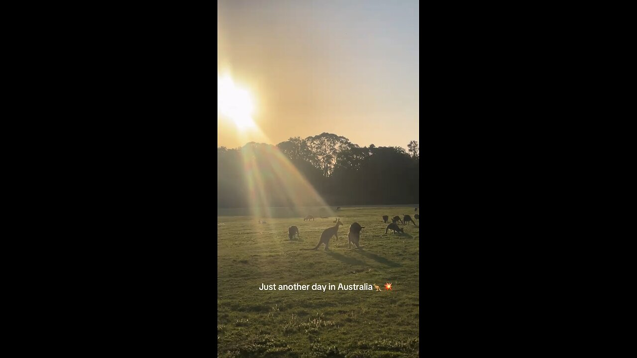 Australian kangaroos