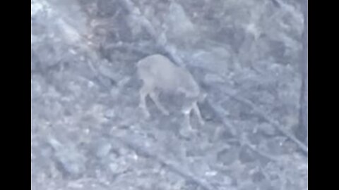 Whitetail buck in AZ for Josh