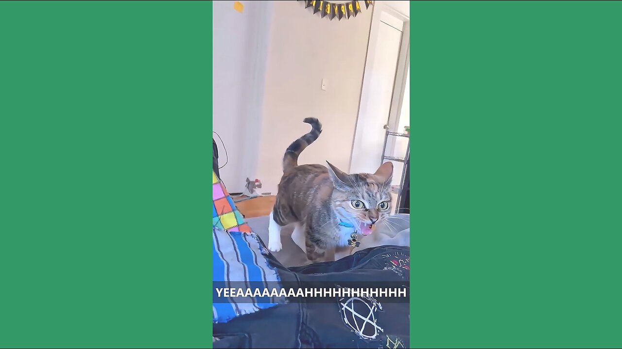 Meow Meow Meow — Cute Cats