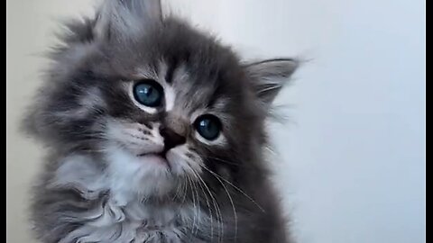 Cute baby kitten ♥️ 🥰