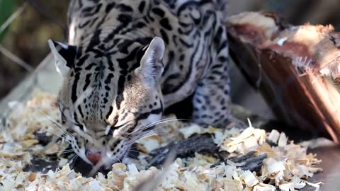 The effort to save the less than 100 wild ocelots in the US