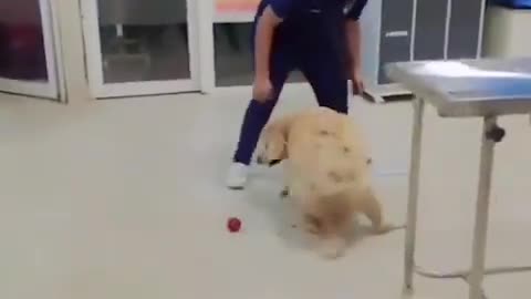 Playing with dog