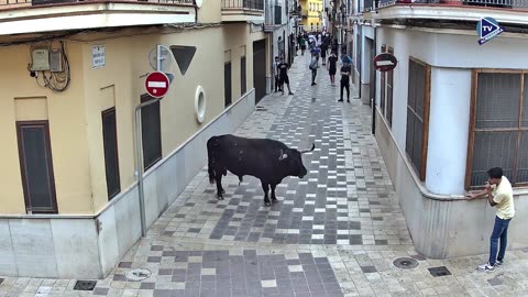 2 TORO TARDE 8oct AZUCAR ganaderia PEÑAS BLANCAS N 16