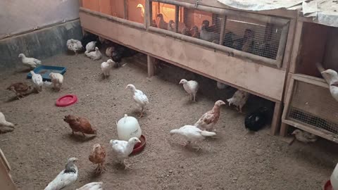 Chicken farm 🐔