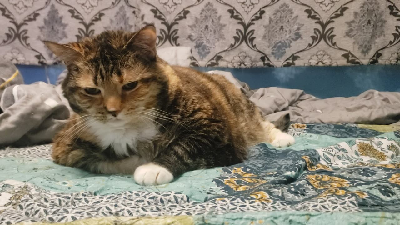 Cozy Cat Chill: The Most Relaxing Feline You’ll See Today