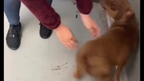 Dog Cries Out In Happiness After Months Apart From Owner